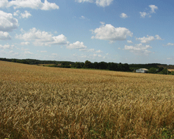 Landschaft Boitin / Grnenhagen